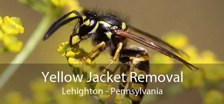 Yellow Jacket Removal Lehighton - Pennsylvania