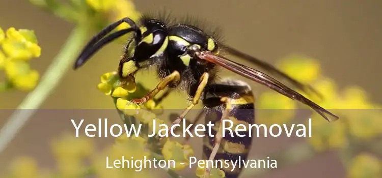 Yellow Jacket Removal Lehighton - Pennsylvania