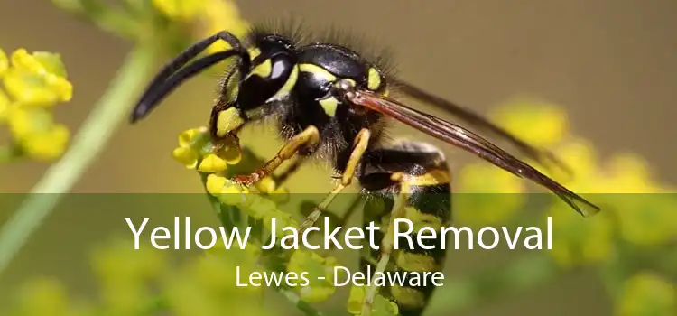 Yellow Jacket Removal Lewes - Delaware