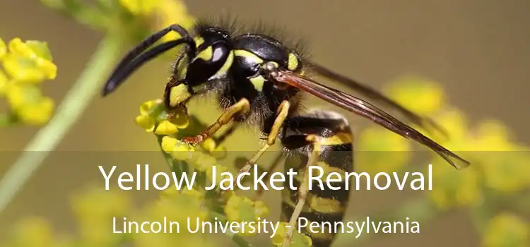 Yellow Jacket Removal Lincoln University - Pennsylvania