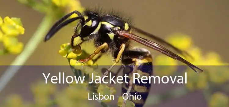 Yellow Jacket Removal Lisbon - Ohio