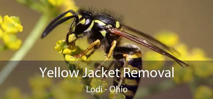 Yellow Jacket Removal Lodi - Ohio