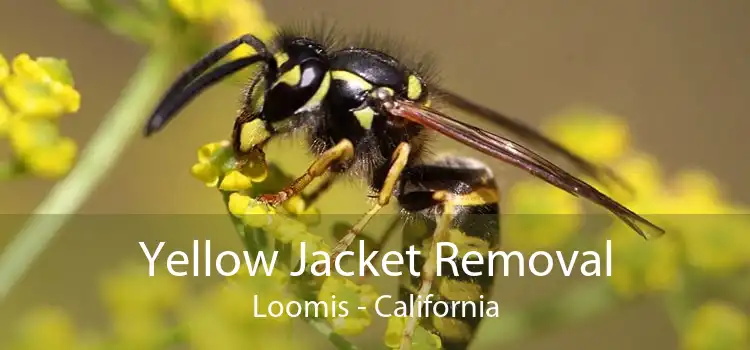 Yellow Jacket Removal Loomis - California