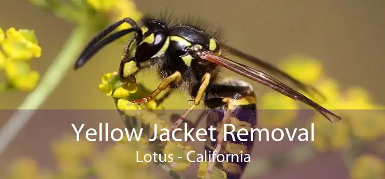 Yellow Jacket Removal Lotus - California