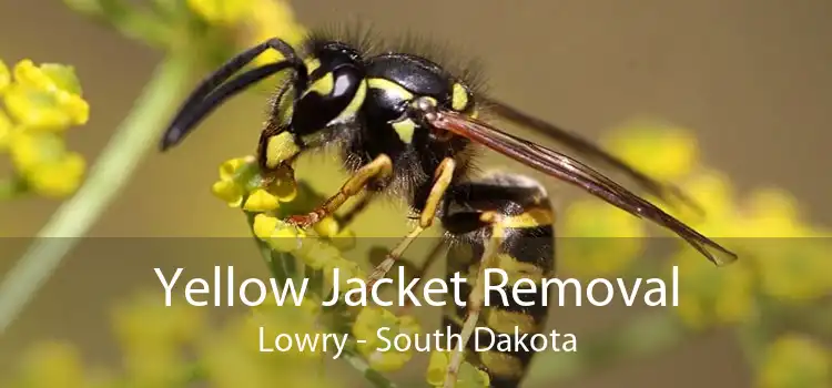 Yellow Jacket Removal Lowry - South Dakota