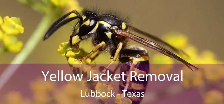 Yellow Jacket Removal Lubbock - Texas