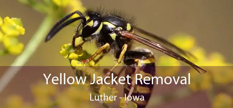 Yellow Jacket Removal Luther - Iowa