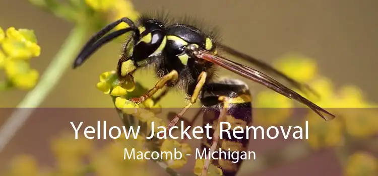 Yellow Jacket Removal Macomb - Michigan