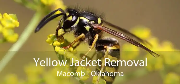 Yellow Jacket Removal Macomb - Oklahoma
