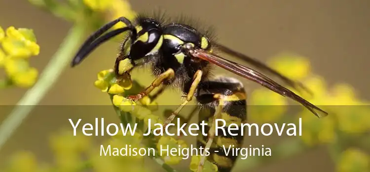 Yellow Jacket Removal Madison Heights - Virginia
