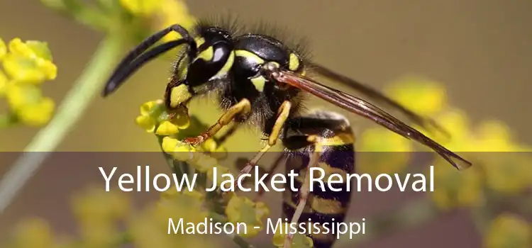 Yellow Jacket Removal Madison - Mississippi