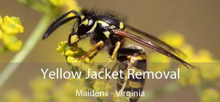 Yellow Jacket Removal Maidens - Virginia