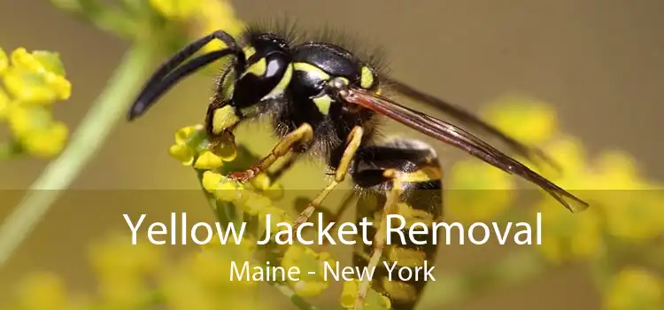 Yellow Jacket Removal Maine - New York