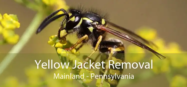 Yellow Jacket Removal Mainland - Pennsylvania