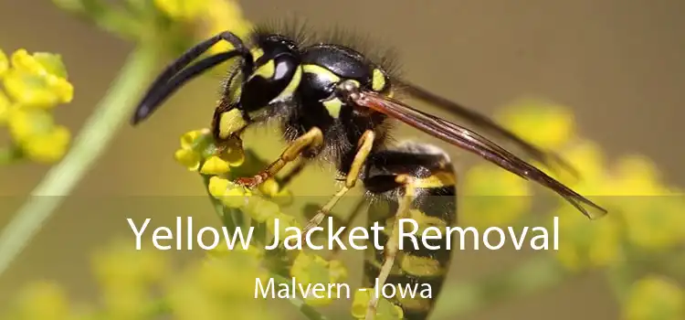 Yellow Jacket Removal Malvern - Iowa