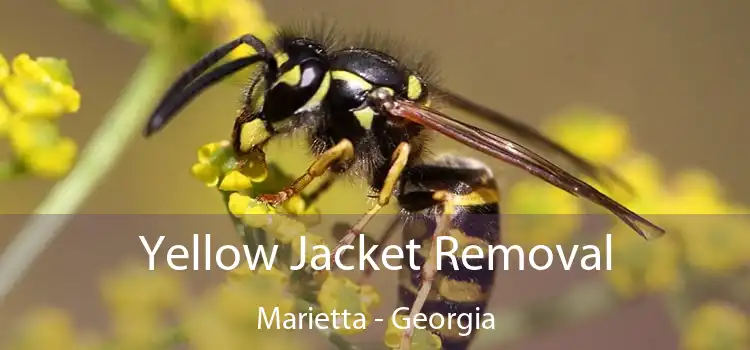 Yellow Jacket Removal Marietta - Georgia