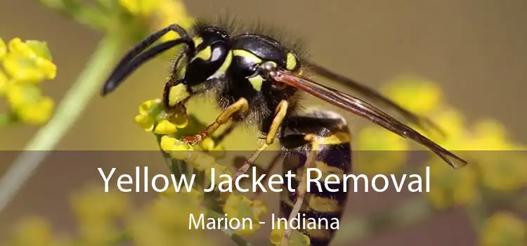 Yellow Jacket Removal Marion - Indiana
