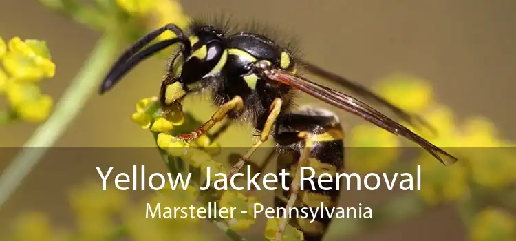Yellow Jacket Removal Marsteller - Pennsylvania