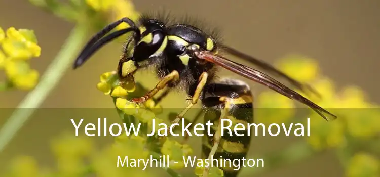 Yellow Jacket Removal Maryhill - Washington