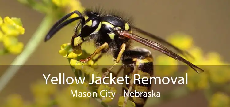 Yellow Jacket Removal Mason City - Nebraska