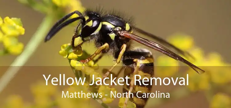 Yellow Jacket Removal Matthews - North Carolina