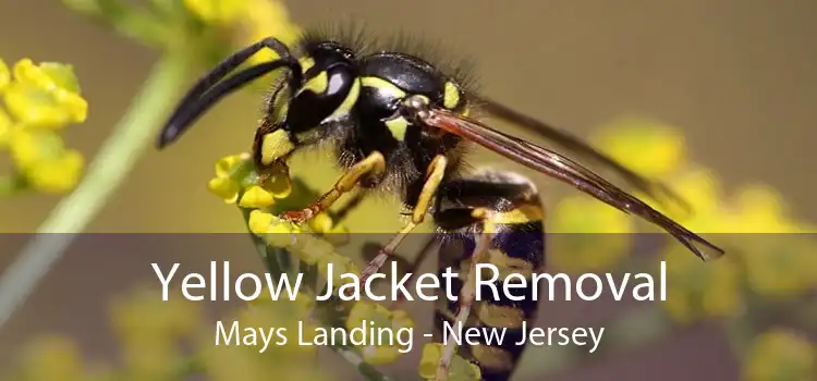 Yellow Jacket Removal Mays Landing - New Jersey