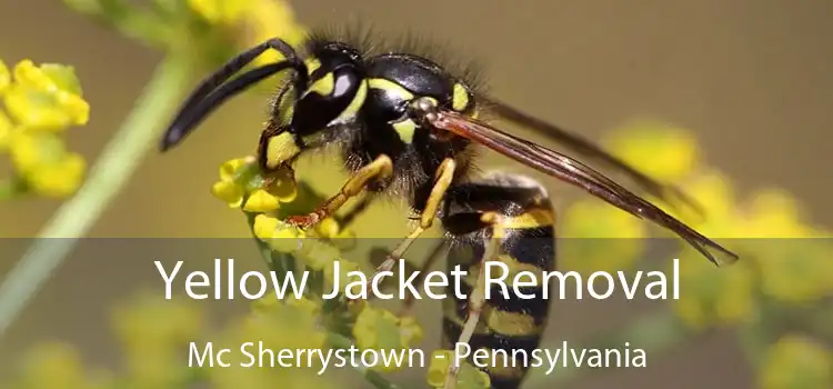 Yellow Jacket Removal Mc Sherrystown - Pennsylvania