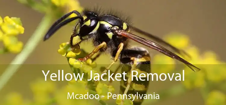 Yellow Jacket Removal Mcadoo - Pennsylvania