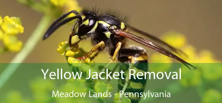 Yellow Jacket Removal Meadow Lands - Pennsylvania