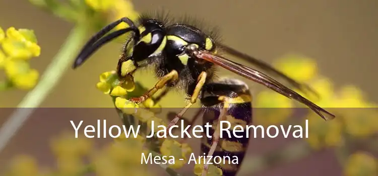 Yellow Jacket Removal Mesa - Arizona