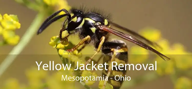 Yellow Jacket Removal Mesopotamia - Ohio
