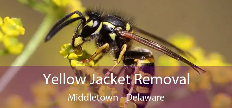 Yellow Jacket Removal Middletown - Delaware
