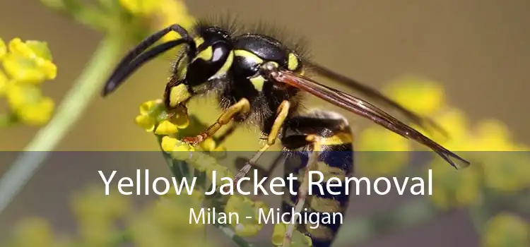 Yellow Jacket Removal Milan - Michigan