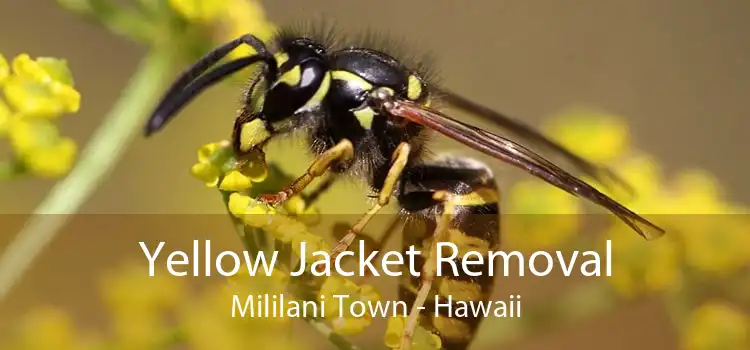 Yellow Jacket Removal Mililani Town - Hawaii