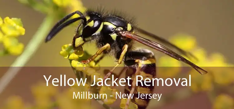 Yellow Jacket Removal Millburn - New Jersey