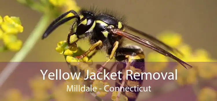 Yellow Jacket Removal Milldale - Connecticut