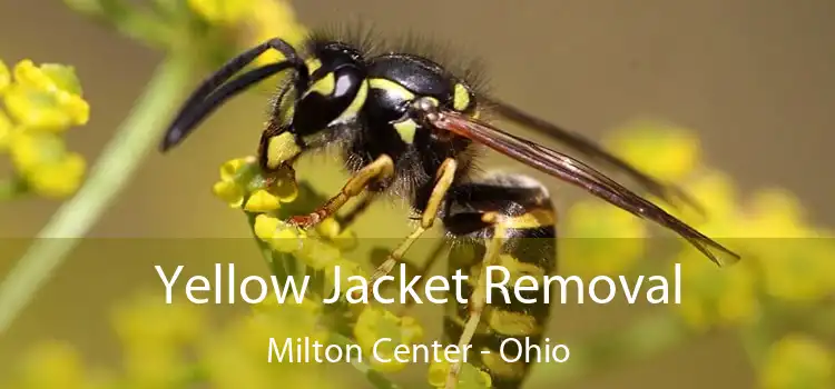 Yellow Jacket Removal Milton Center - Ohio