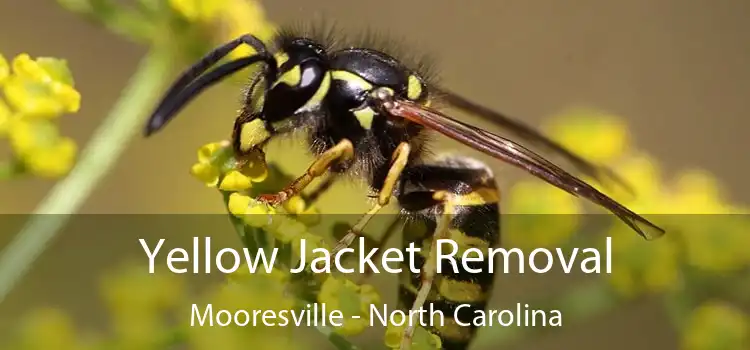 Yellow Jacket Removal Mooresville - North Carolina