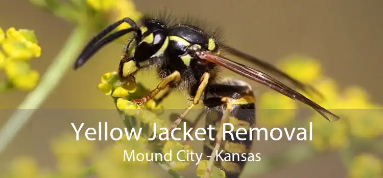 Yellow Jacket Removal Mound City - Kansas