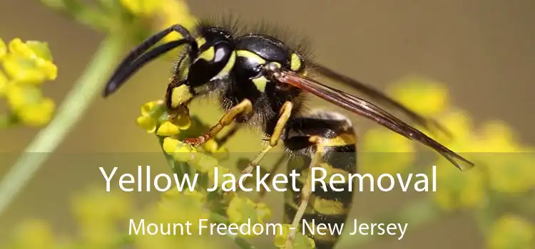 Yellow Jacket Removal Mount Freedom - New Jersey