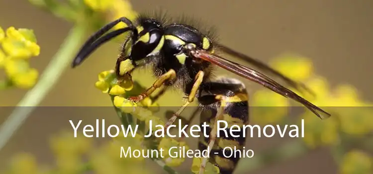 Yellow Jacket Removal Mount Gilead - Ohio