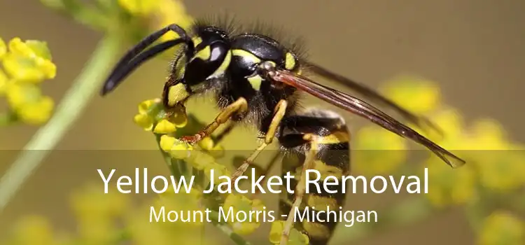Yellow Jacket Removal Mount Morris - Michigan