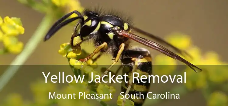 Yellow Jacket Removal Mount Pleasant - South Carolina