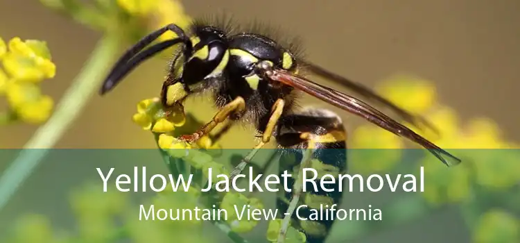 Yellow Jacket Removal Mountain View - California
