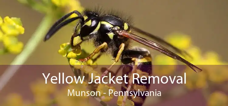 Yellow Jacket Removal Munson - Pennsylvania