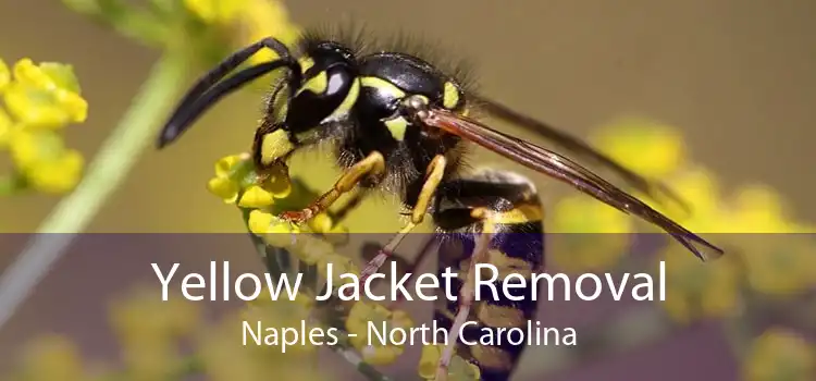 Yellow Jacket Removal Naples - North Carolina