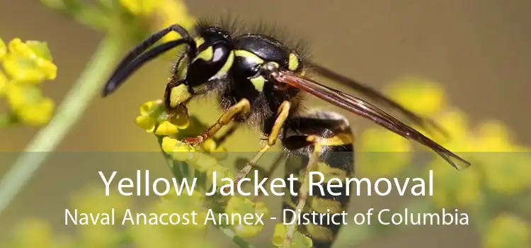 Yellow Jacket Removal Naval Anacost Annex - District of Columbia