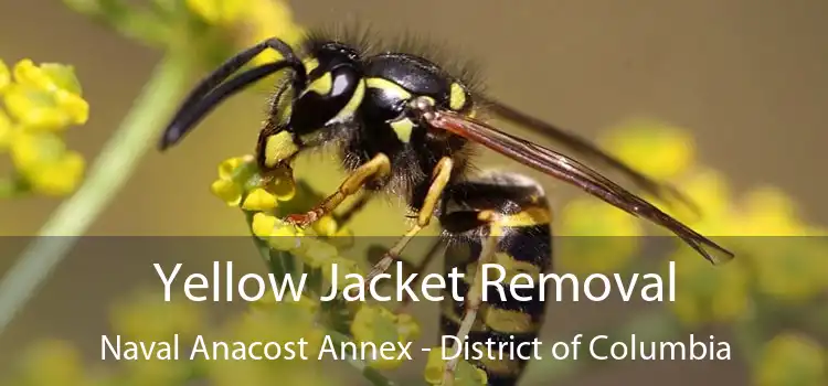 Yellow Jacket Removal Naval Anacost Annex - District of Columbia