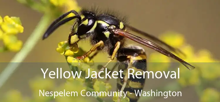 Yellow Jacket Removal Nespelem Community - Washington