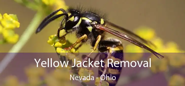 Yellow Jacket Removal Nevada - Ohio